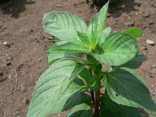 跡見群芳譜(農産譜 ハッカ) 跡見群芳譜(農産譜 ハッカ)